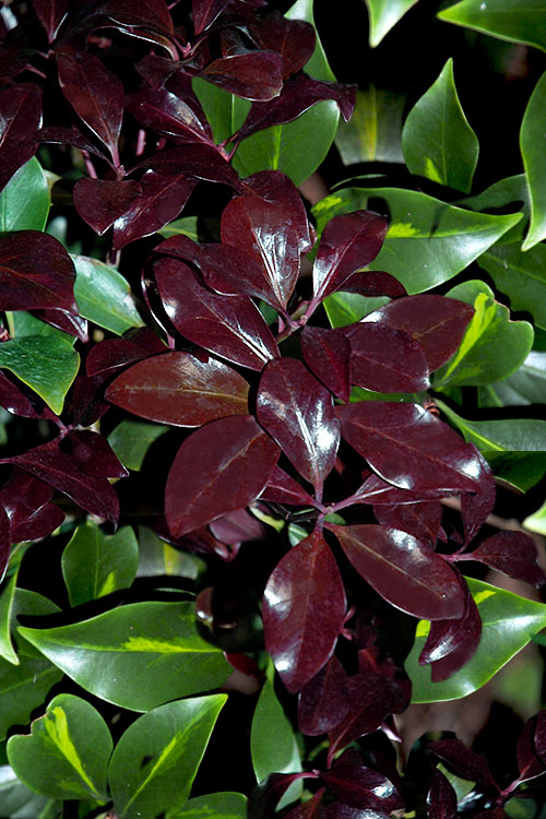  Purple Glaze Star Japanese Anise (Illicium Anisatum 'Muraski No Sato') - 2.5 Gallon Pot