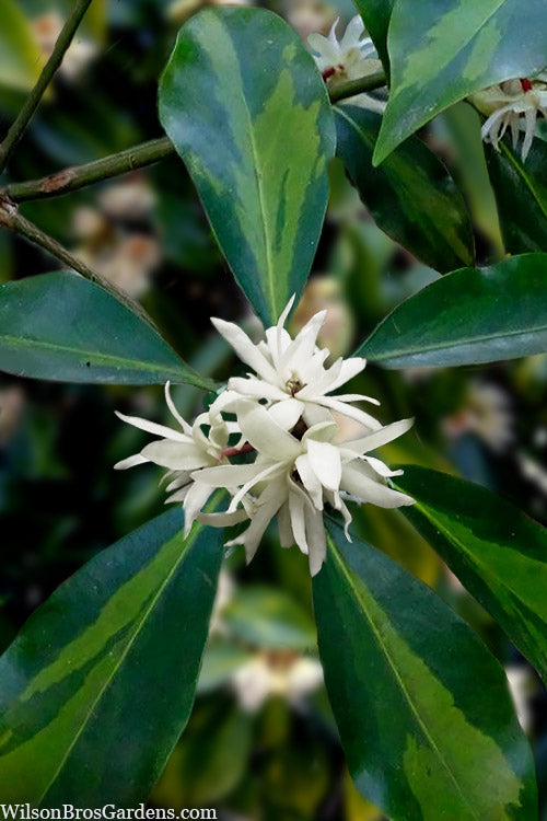  Purple Glaze Star Japanese Anise (Illicium Anisatum 'Muraski No Sato') - 1 Gallon Pot