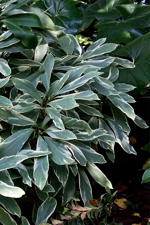  Grey Ghost Florida Anise - 3 Gallon Pot