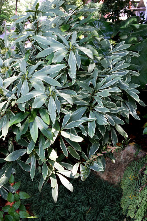  Grey Ghost Florida Anise - 7 Gallon Pot