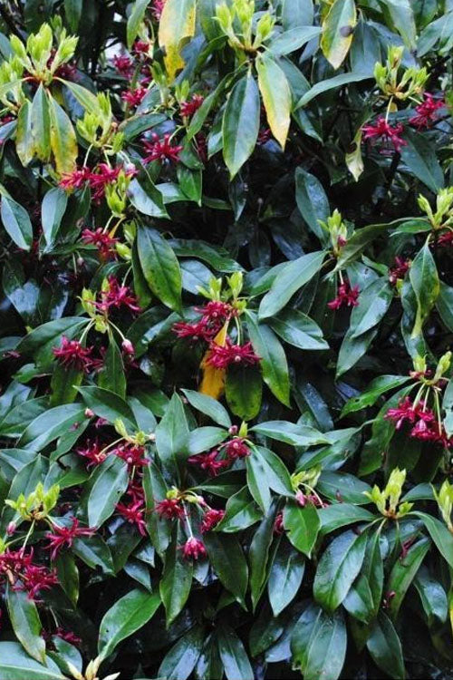  Laura Murphy Florida Anise (Illicium) - 1 Gallon Pot