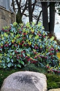  Laura Murphy Florida Anise (Illicium) - 1 Gallon Pot