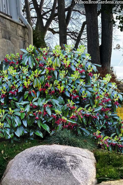  Laura Murphy Florida Anise (Illicium) - 1 Gallon Pot