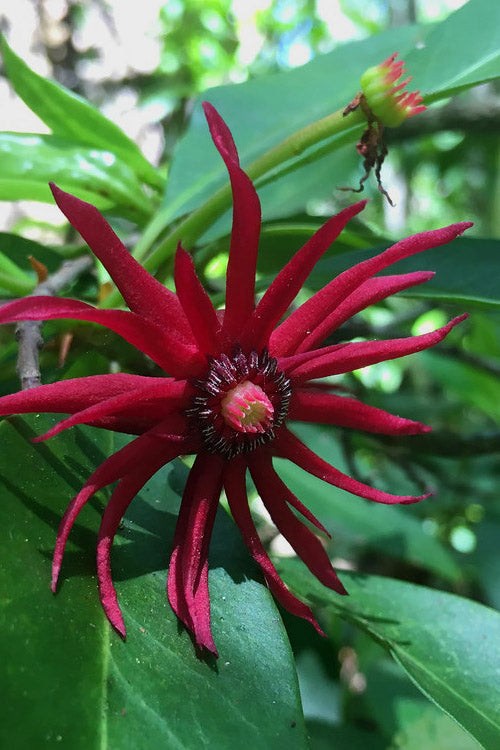  Laura Murphy Florida Anise (Illicium) - 1 Gallon Pot