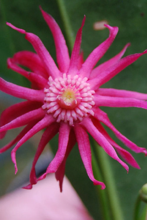  Woodland Ruby Anise (Illicium) - 7 Gallon Pot