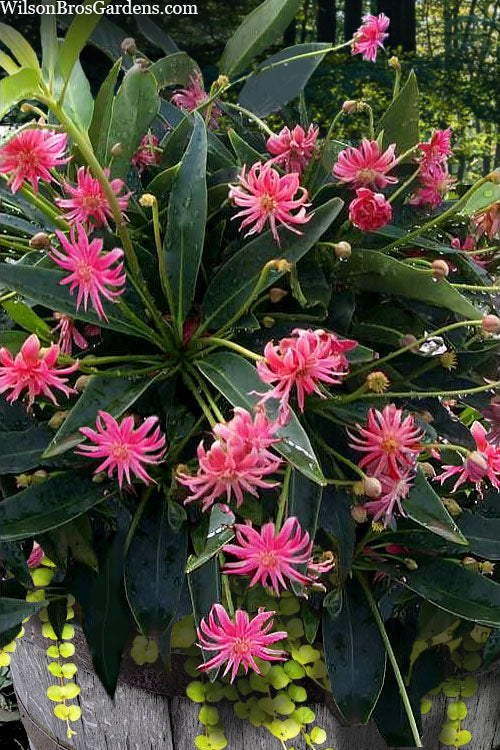  Woodland Ruby Anise (Illicium) - 1 Gallon Pot
