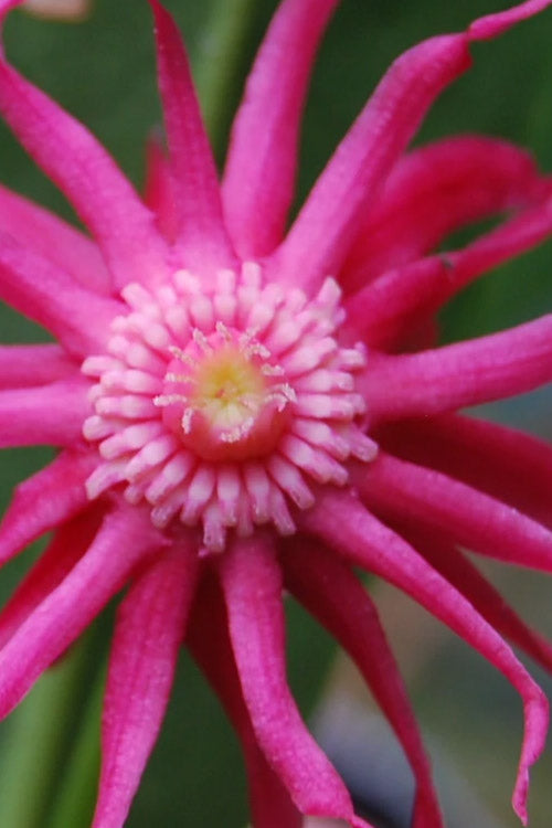  Woodland Ruby Anise (Illicium) - 1 Gallon Pot