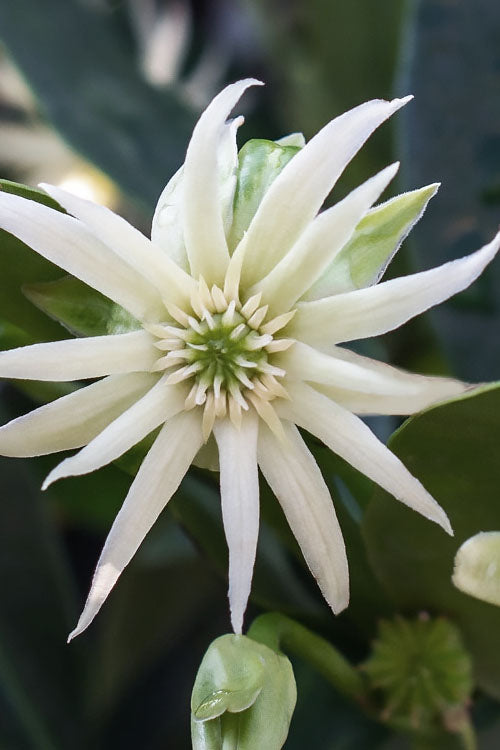  Orion Star Flower Anise (Illicium) - 7 Gallon Pot