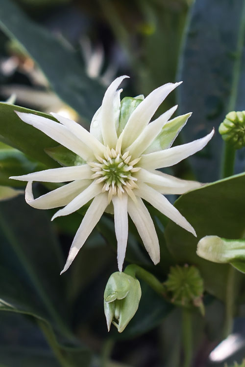  Orion Star Flower Anise (Illicium) - 2 Gallon Pot