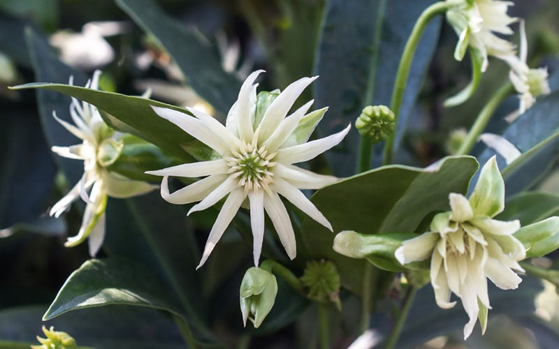  Orion Star Flower Anise (Illicium) - 2 Gallon Pot