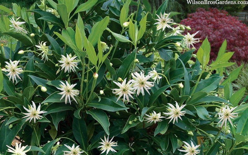  Orion Star Flower Anise (Illicium) - 2 Gallon Pot