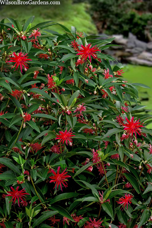  Scorpio Star Flower Anise (Illicium) - 3 Gallon Pot