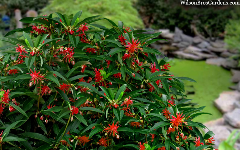  Scorpio Star Flower Anise (Illicium) - 3 Gallon Pot