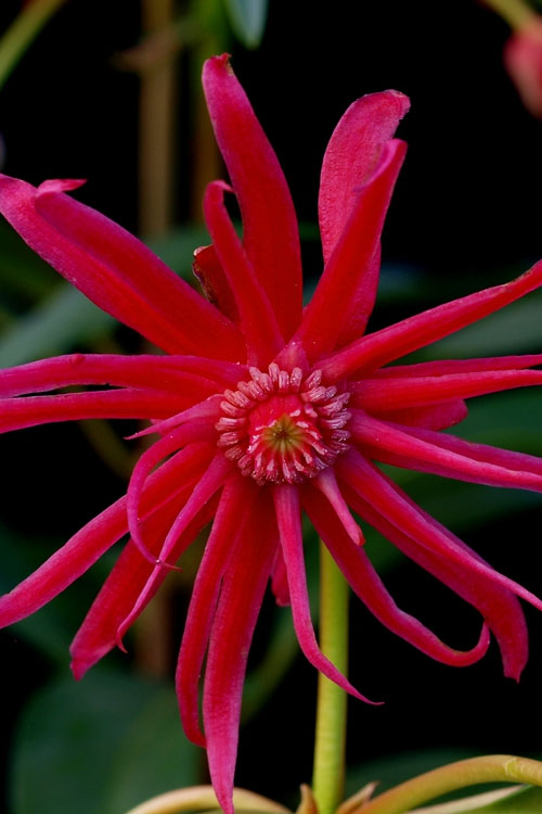  Scorpio Star Flower Anise (Illicium) - 1 Gallon Pot
