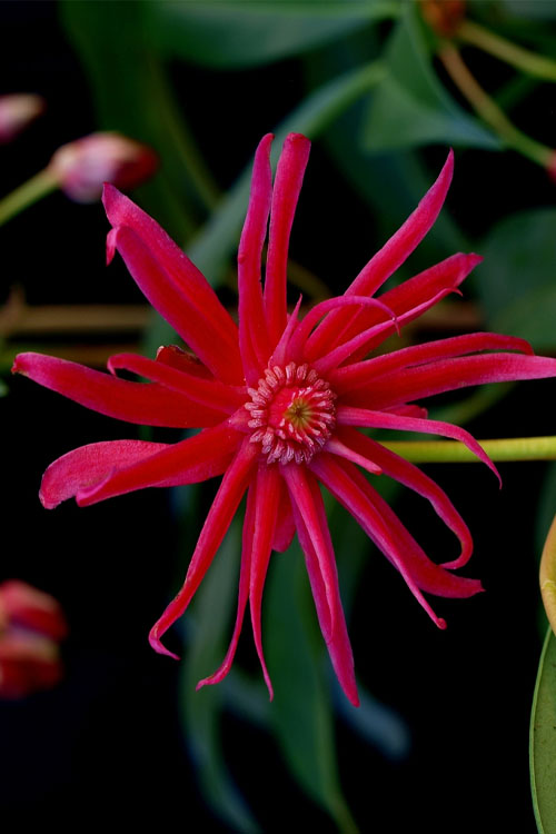  Scorpio Star Flower Anise (Illicium) - 3 Gallon Pot