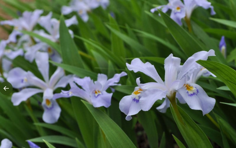  Dwarf Crested Iris (Iris Cristata) - 1 Gallon Pot