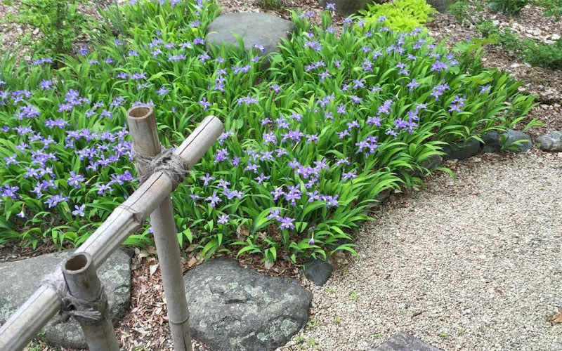  Dwarf Crested Iris (Iris Cristata) - 1 Gallon Pot
