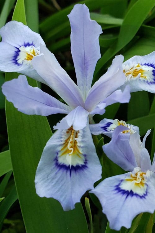  Dwarf Crested Iris (Iris Cristata) - 1 Gallon Pot