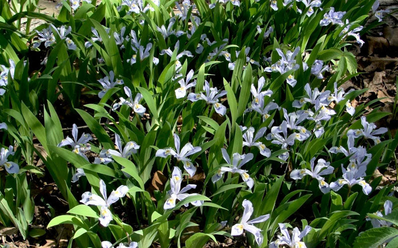  Powder Blue Giant Dwarf Crested Iris (Iris Cristata) - 6 Pack Of 1 Gallon Pots