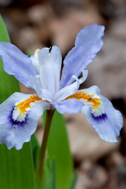  Dwarf Crested Iris (Iris Cristata) - 1 Gallon Pot