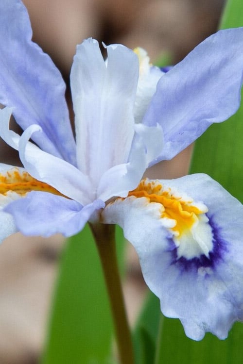  Dwarf Crested Iris (Iris Cristata) - 1 Gallon Pot