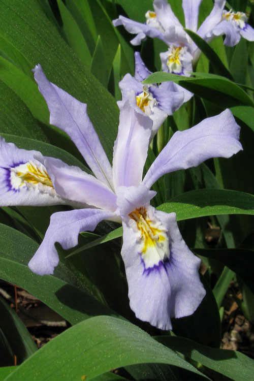  Powder Blue Giant Dwarf Crested Iris (Iris Cristata) - 6 Pack Of 1 Gallon Pots