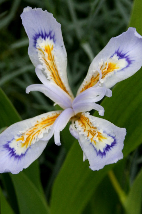  Powder Blue Giant Dwarf Crested Iris (Iris Cristata) - 6 Pack Of 1 Gallon Pots
