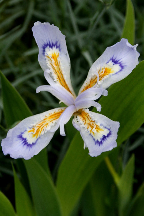  Powder Blue Giant Dwarf Crested Iris (Iris Cristata) - 6 Pack Of 1 Gallon Pots