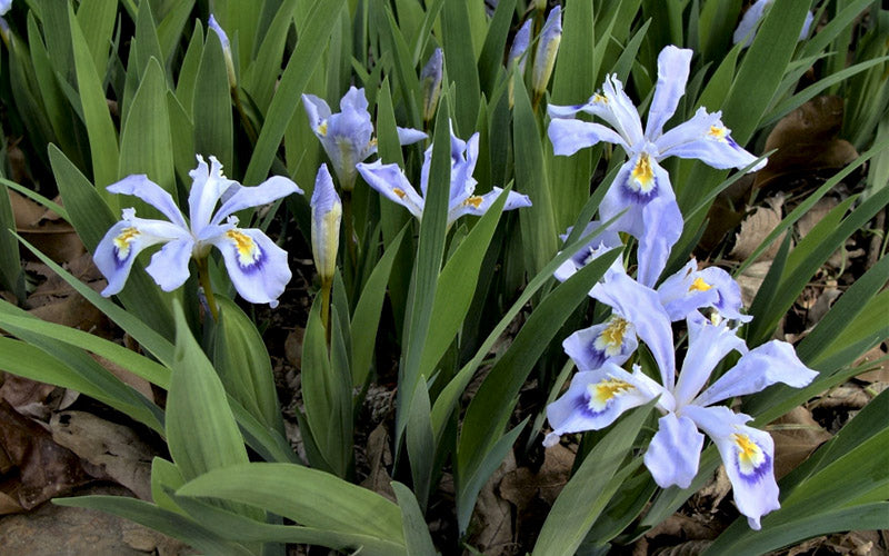  Powder Blue Giant Dwarf Crested Iris (Iris Cristata) - 6 Pack Of 1 Gallon Pots