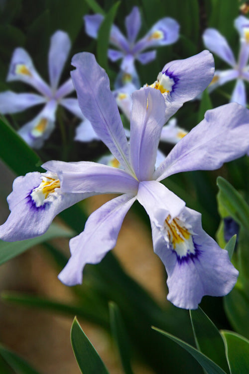  Powder Blue Giant Dwarf Crested Iris (Iris Cristata) - 6 Pack Of 1 Gallon Pots