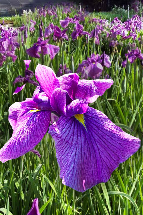  Shogun Japanese Iris (Iris Ensata) - 1 Gallon Pot