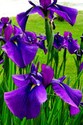  Temple Bells Japanese Iris (Iris Ensata) - 1 Gallon Pot