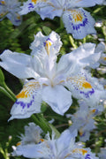  Porcelain Maiden Japanese Evergreen Iris - 2 Gallon Pot
