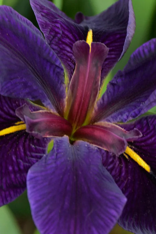  Black Gamecock Louisiana Iris - 1 Gallon Pot