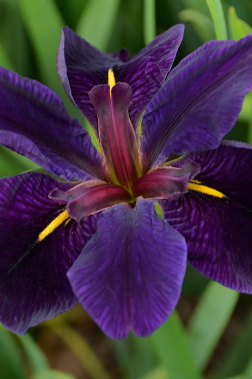  Black Gamecock Louisiana Iris - 1 Gallon Pot