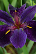  Black Gamecock Louisiana Iris - 1 Gallon Pot