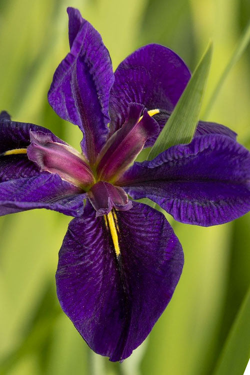  Black Gamecock Louisiana Iris - 1 Gallon Pot