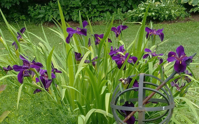  Black Gamecock Louisiana Iris - 1 Gallon Pot