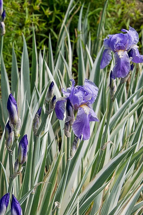  Zebra Variegated Sweet Iris (Iris Pallida 'Albo Variegata') - 1 Gallon Pot