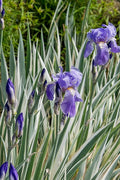 Zebra Variegated Sweet Iris (Iris Pallida 'Albo Variegata') - 1 Gallon Pot