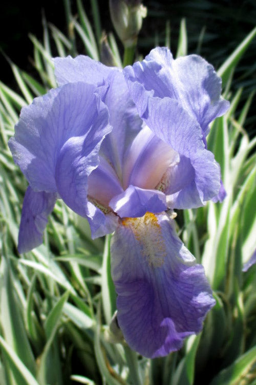  Zebra Variegated Sweet Iris (Iris Pallida 'Albo Variegata') - 1 Gallon Pot