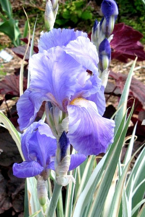  Zebra Variegated Sweet Iris (Iris Pallida 'Albo Variegata') - 1 Gallon Pot