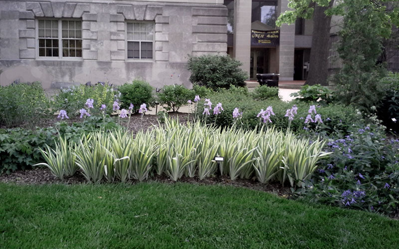  Zebra Variegated Sweet Iris (Iris Pallida 'Albo Variegata') - 1 Gallon Pot