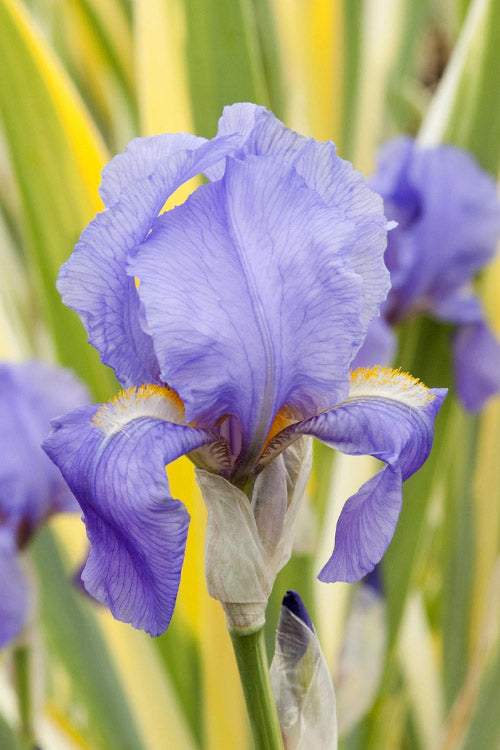  Golden Variegated Sweet Iris - 1 Gallon Pot