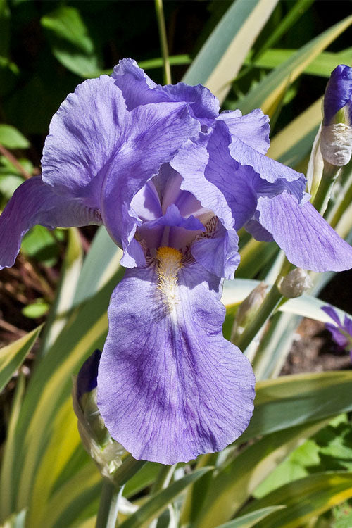 Golden Variegated Sweet Iris - 1 Gallon Pot
