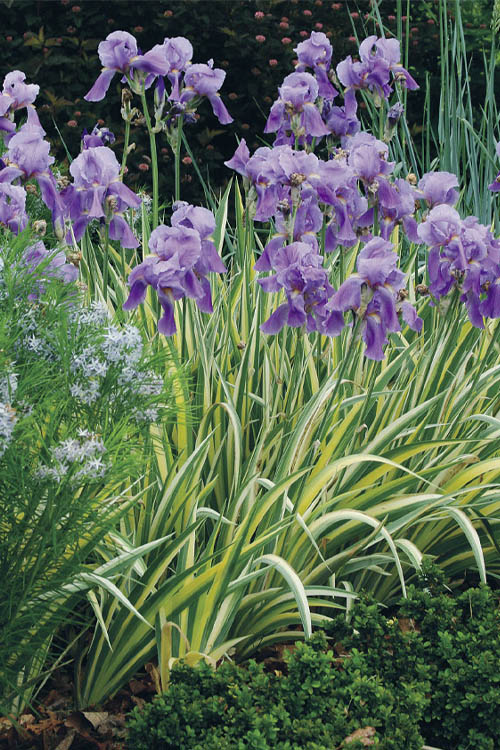  Golden Variegated Sweet Iris - 1 Gallon Pot
