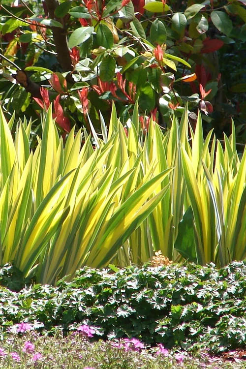  Golden Variegated Sweet Iris - 1 Gallon Pot