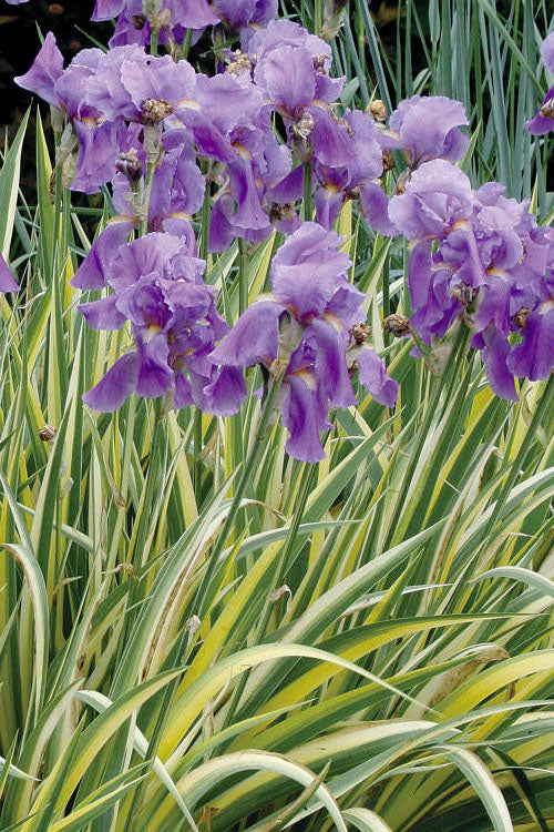  Golden Variegated Sweet Iris - 1 Gallon Pot
