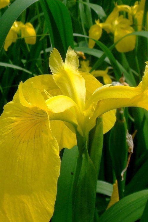  Yellow Flag Iris - 1 Gallon Pot
