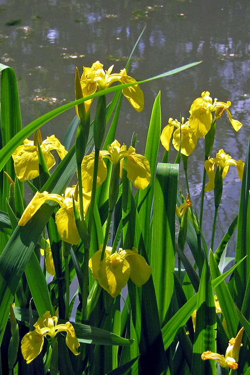  Yellow Flag Iris - 1 Gallon Pot
